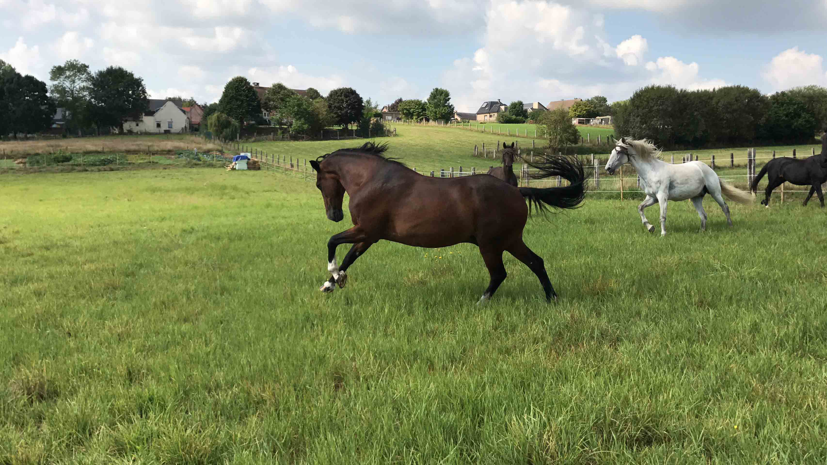 Rocky galoppeert in de weide