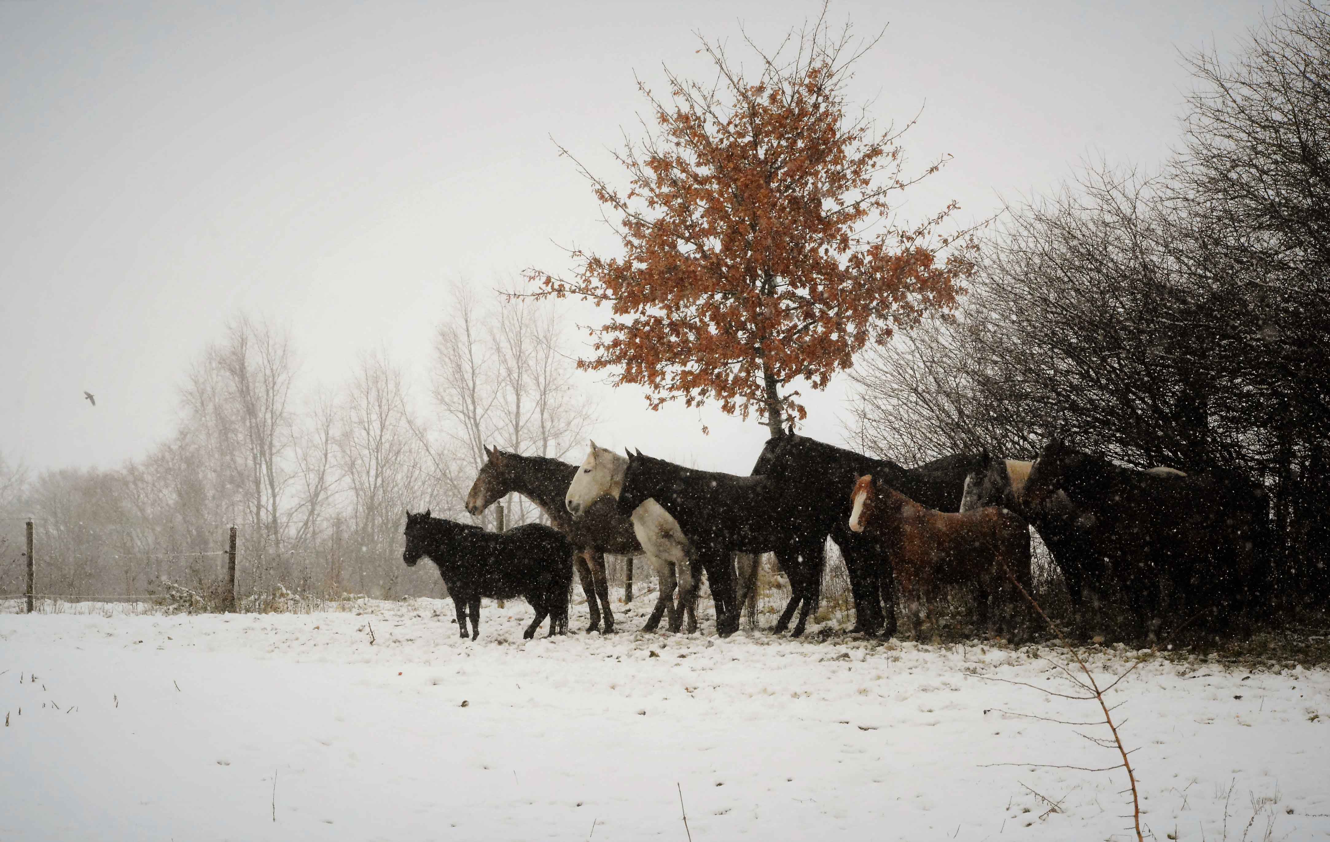Kudde tijdens de winter in de sneeuw